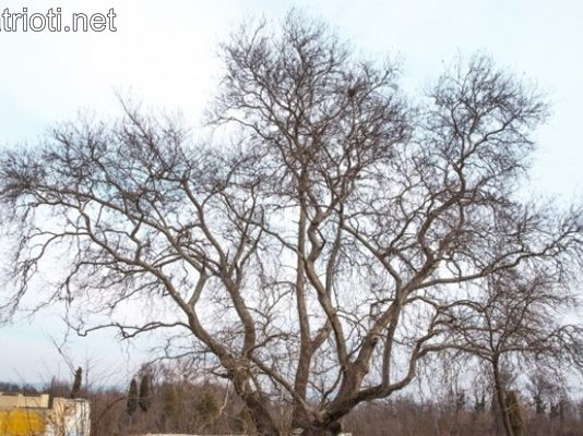 Легенда за хилядолетния чинар, на който Аспарух си е връзвал коня