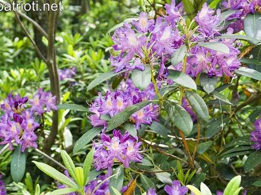 Силкосия – първият резерват в България